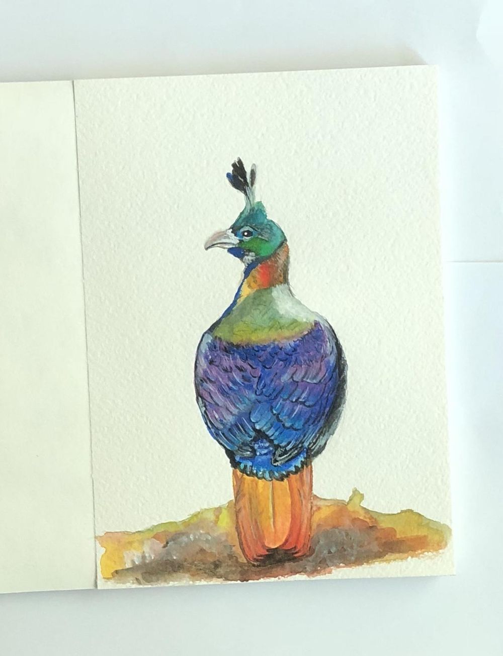 Mixed Media Himalayan Monal - image 4 - student project