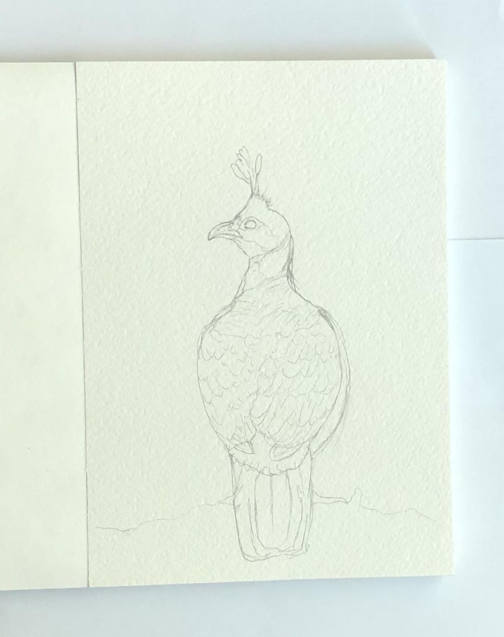 Mixed Media Himalayan Monal - image 1 - student project