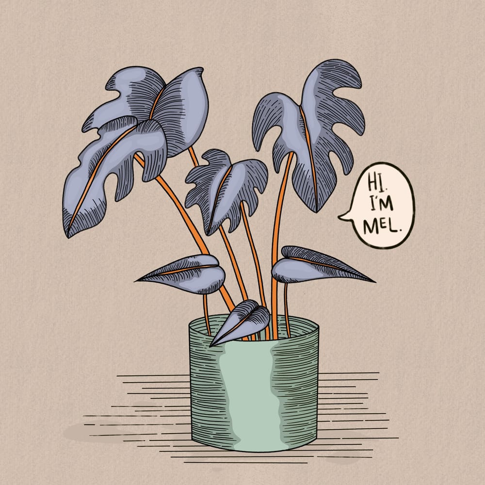Mel The House Plant - image 1 - student project