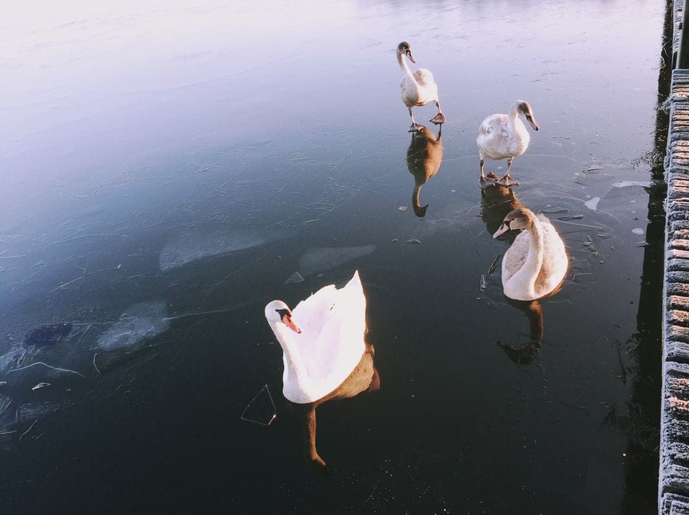 frozen lake at sunrise - image 5 - student project