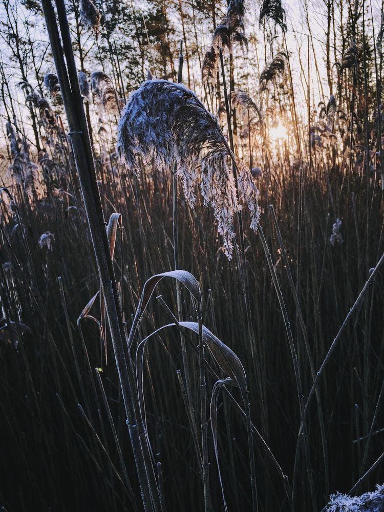 frozen lake at sunrise - image 4 - student project