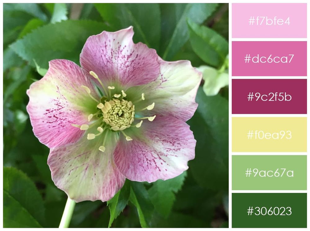 Hellebore colour palette - image 1 - student project