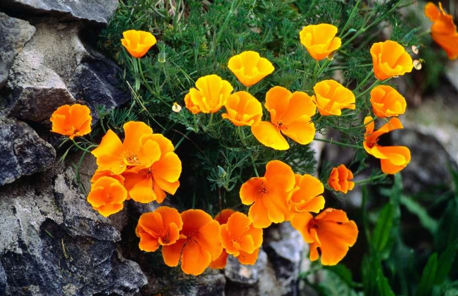 Californian poppies - image 1 - student project