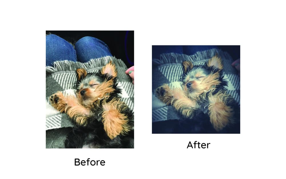 @Bella_Grace_Morkie Instagram Edits - image 3 - student project