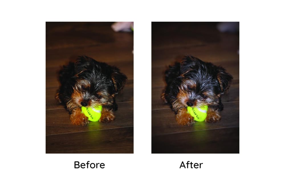 @Bella_Grace_Morkie Instagram Edits - image 1 - student project