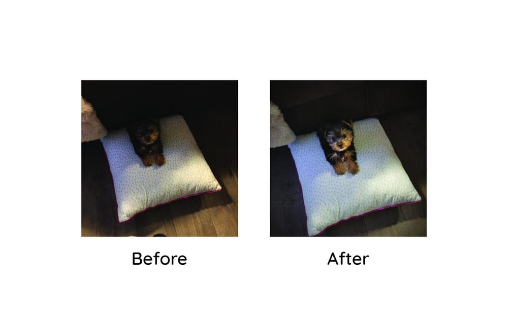 @Bella_Grace_Morkie Instagram Edits - image 2 - student project