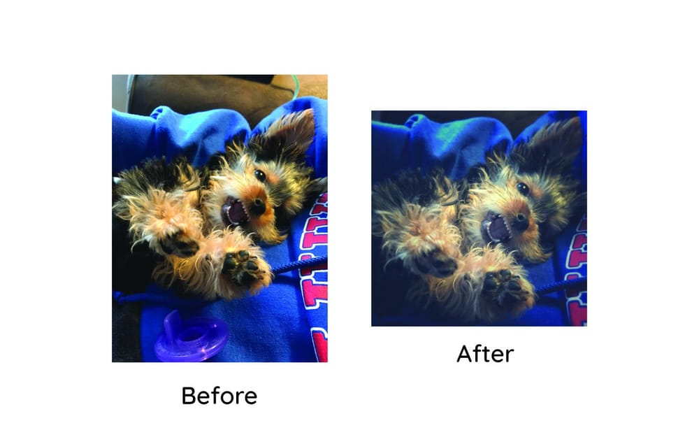 @Bella_Grace_Morkie Instagram Edits - image 4 - student project