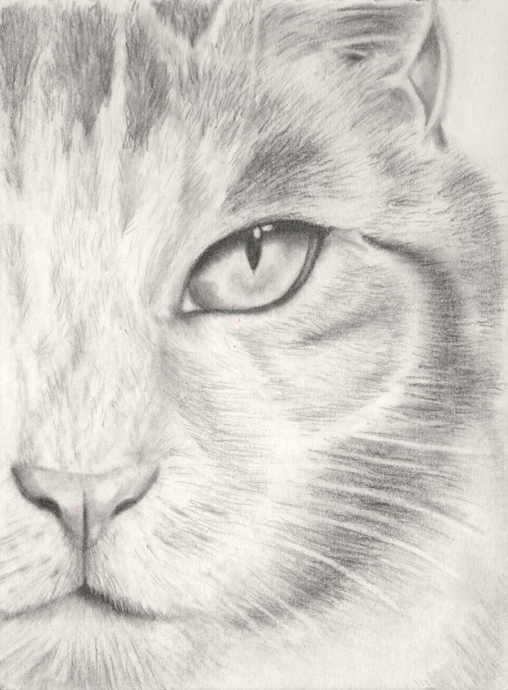 Kitten - image 4 - student project
