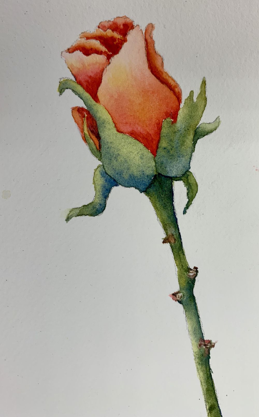 Thank you Melinda I had fun painting a little rosebud! Skillshare