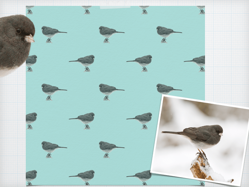 Dark Eye Junco - image 1 - student project