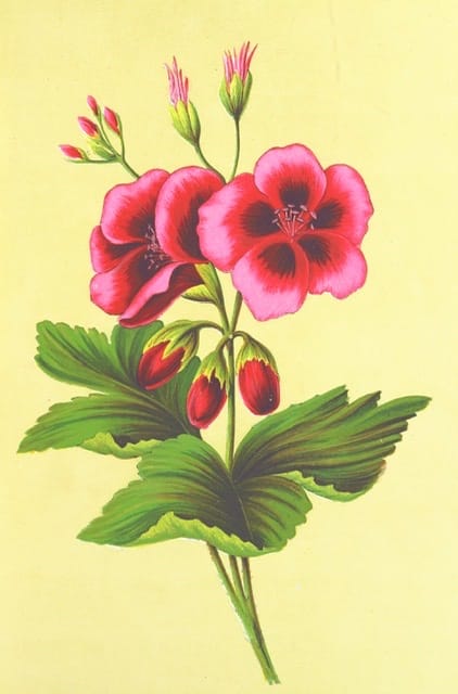 Wildflower single plant - image 1 - student project
