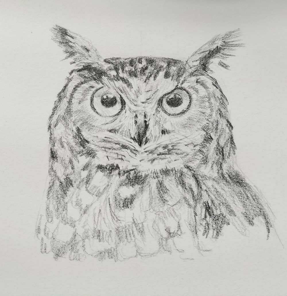 Owl sketch - image 1 - student project