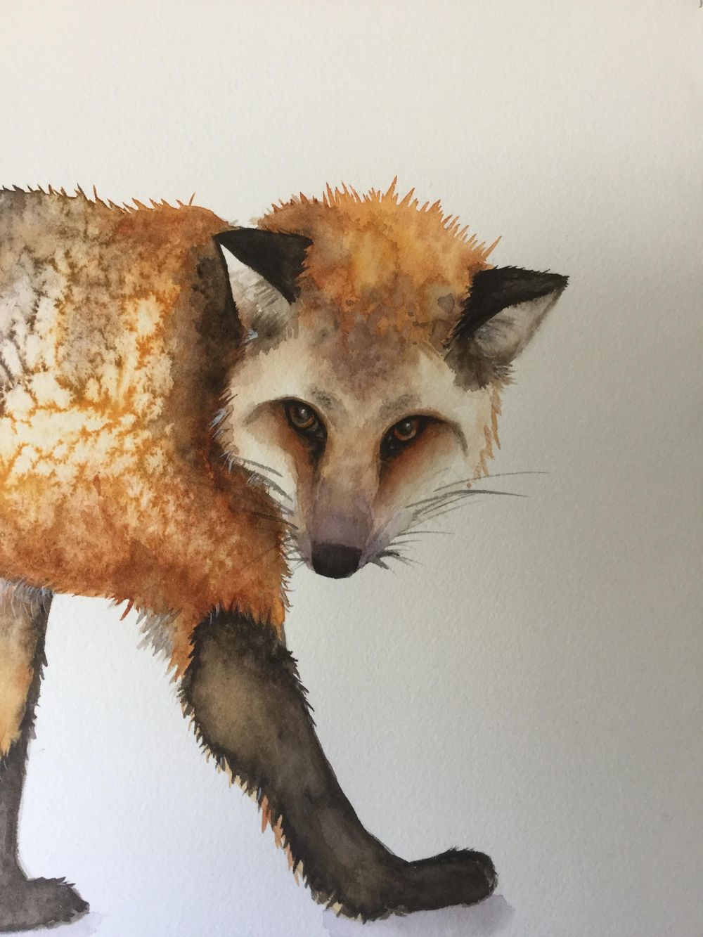‘Salty’ Fox - image 1 - student project