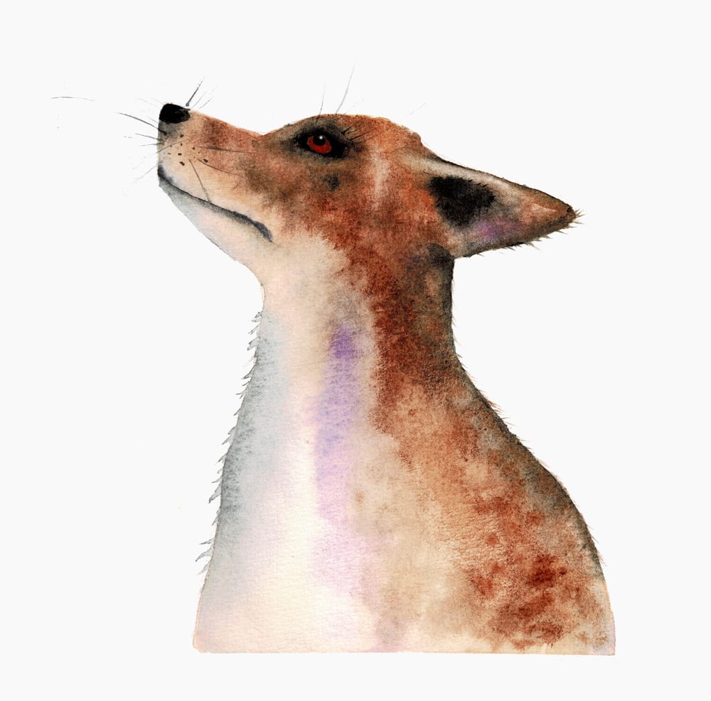Mr Fox - image 1 - student project