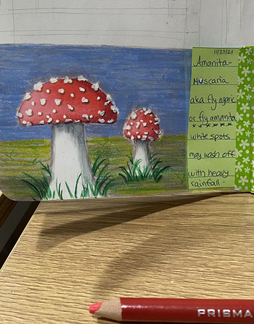 Colored pencils mushrooms - image 1 - student project