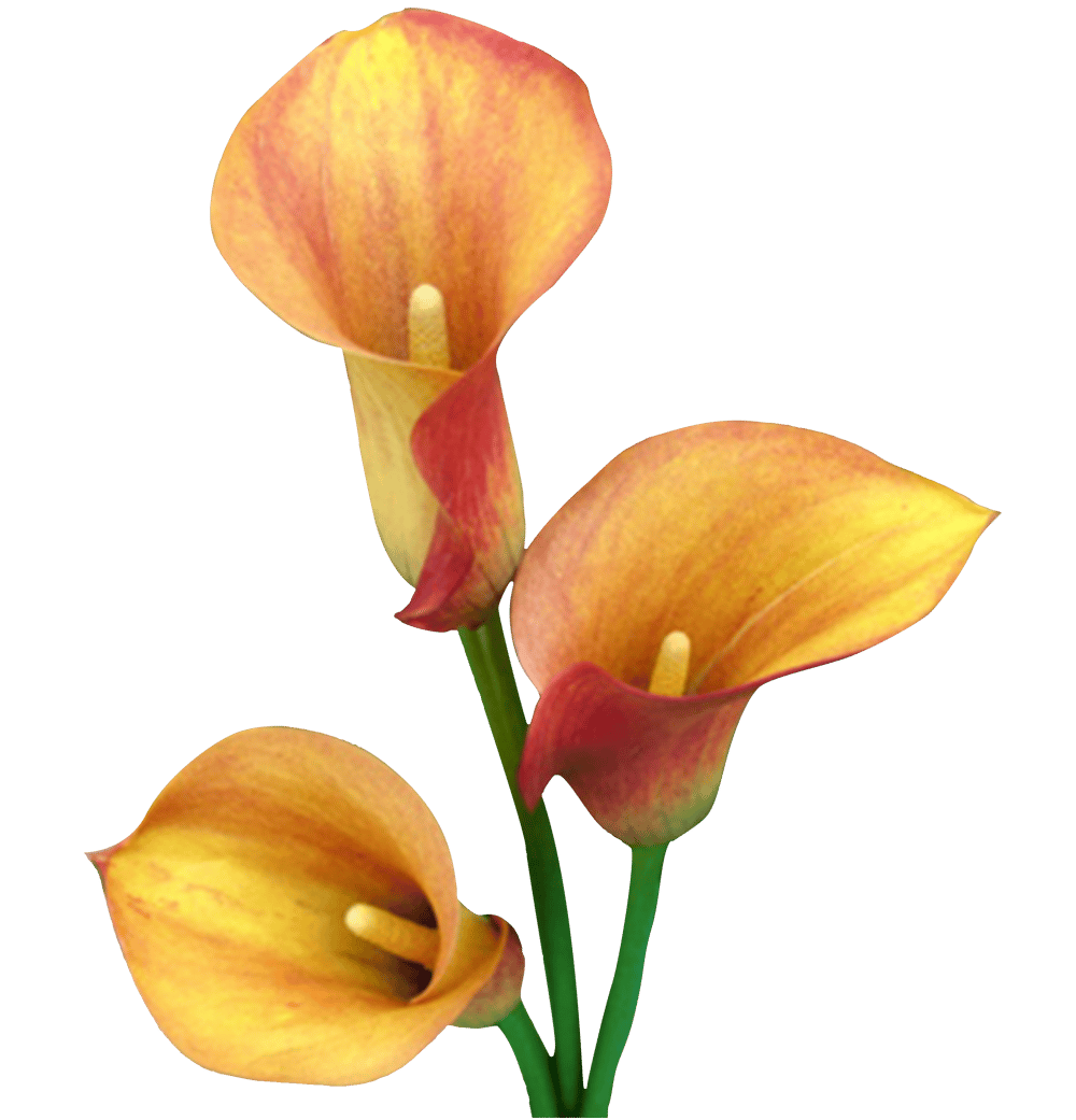 3 lilies - image 1 - student project