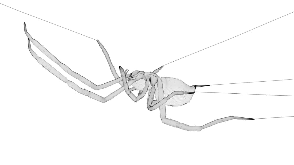 Black widow - image 2 - student project