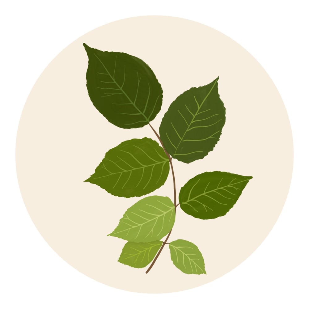 Intro to gouache - botanicals projects - image 1 - student project