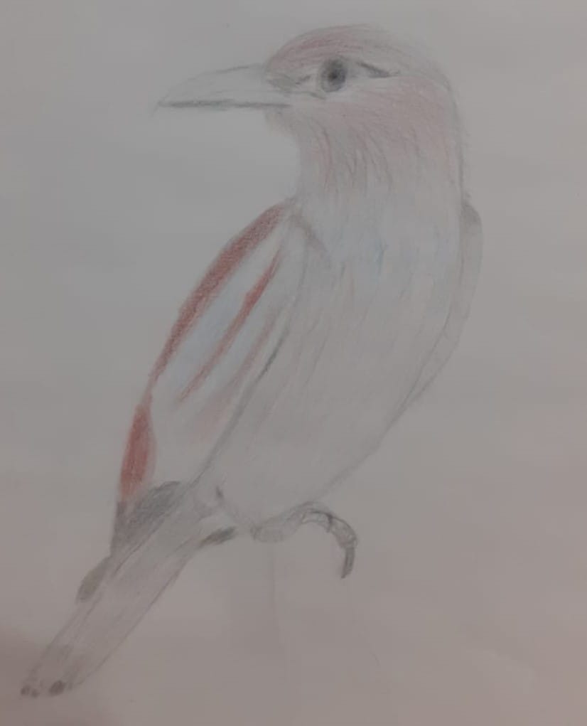 First Bird drawing - image 1 - student project
