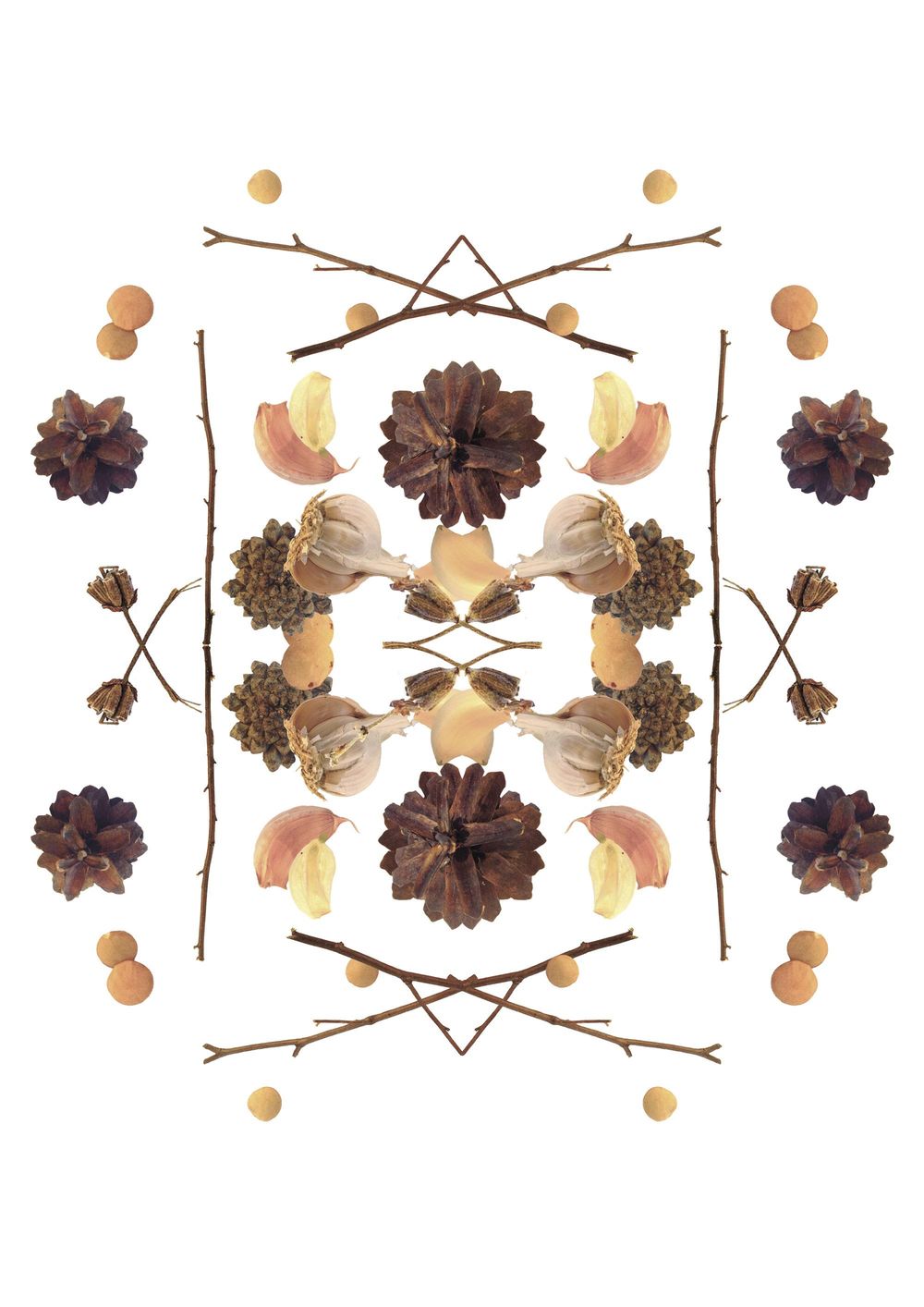 branches, garlic, cones and lentil - image 2 - student project