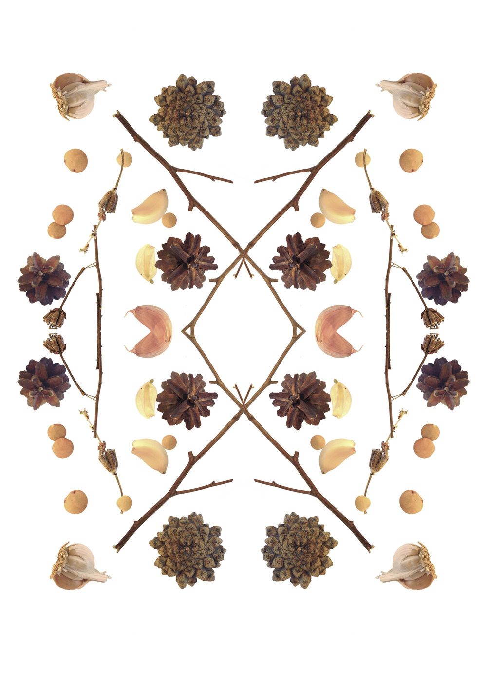 branches, garlic, cones and lentil - image 7 - student project