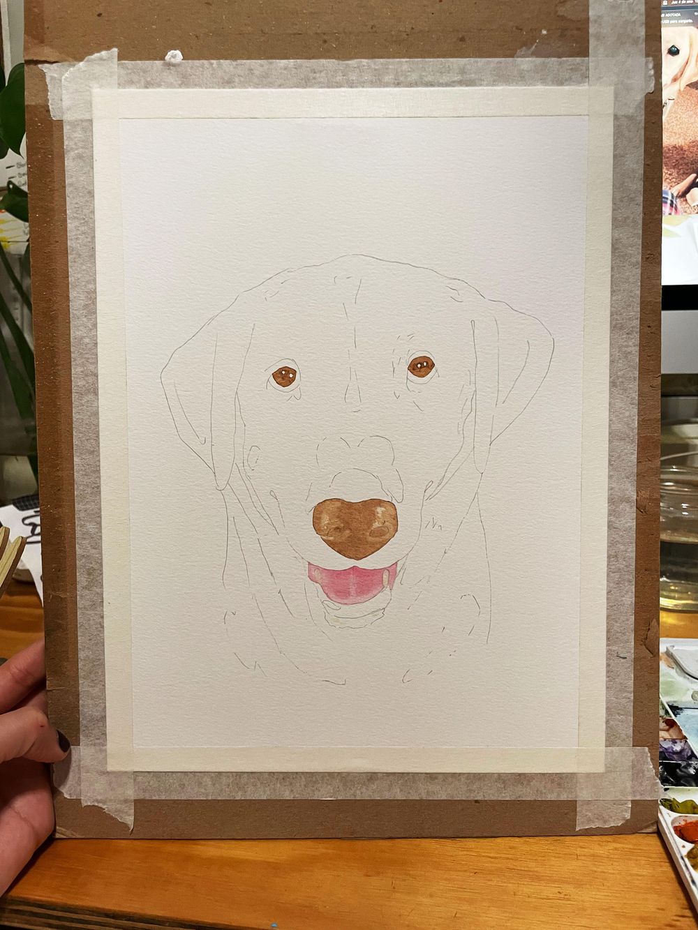 labrador blanco - image 1 - student project
