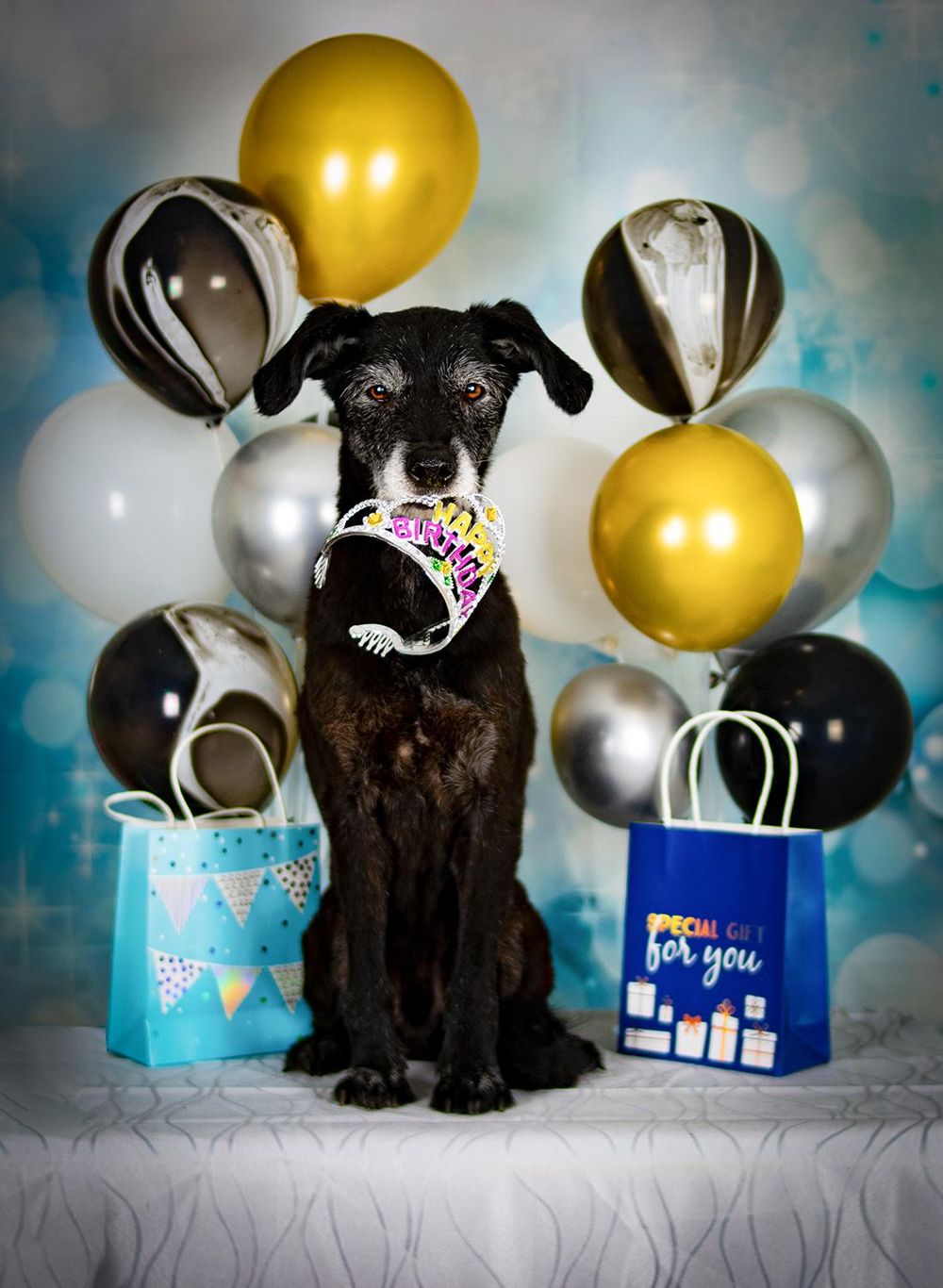 Birthday Cards - image 1 - student project