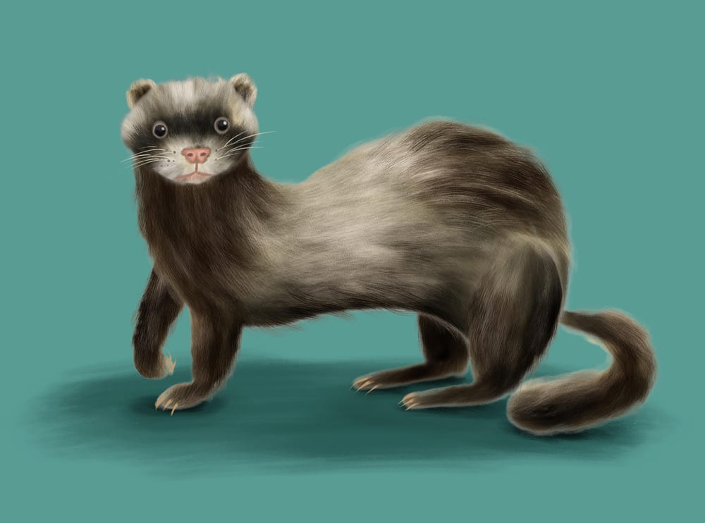 Furry Animal Illustrations! - image 4 - student project