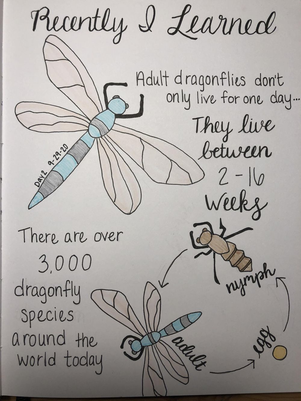 Art Journal - image 2 - student project