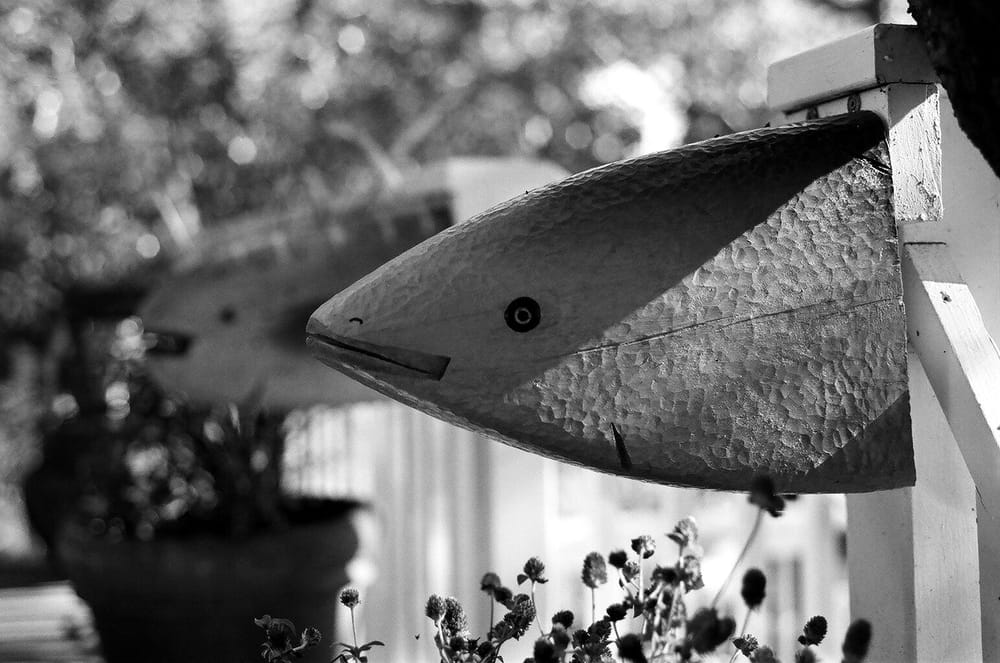 Northern CA in B&W - image 4 - student project