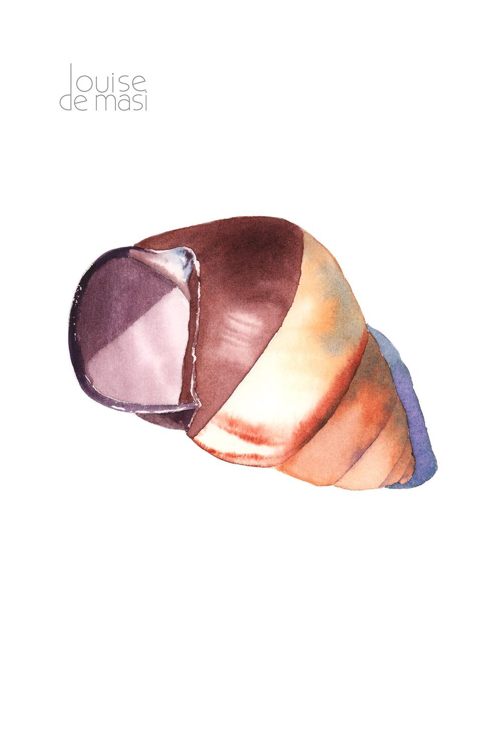 Seashells - image 2 - student project
