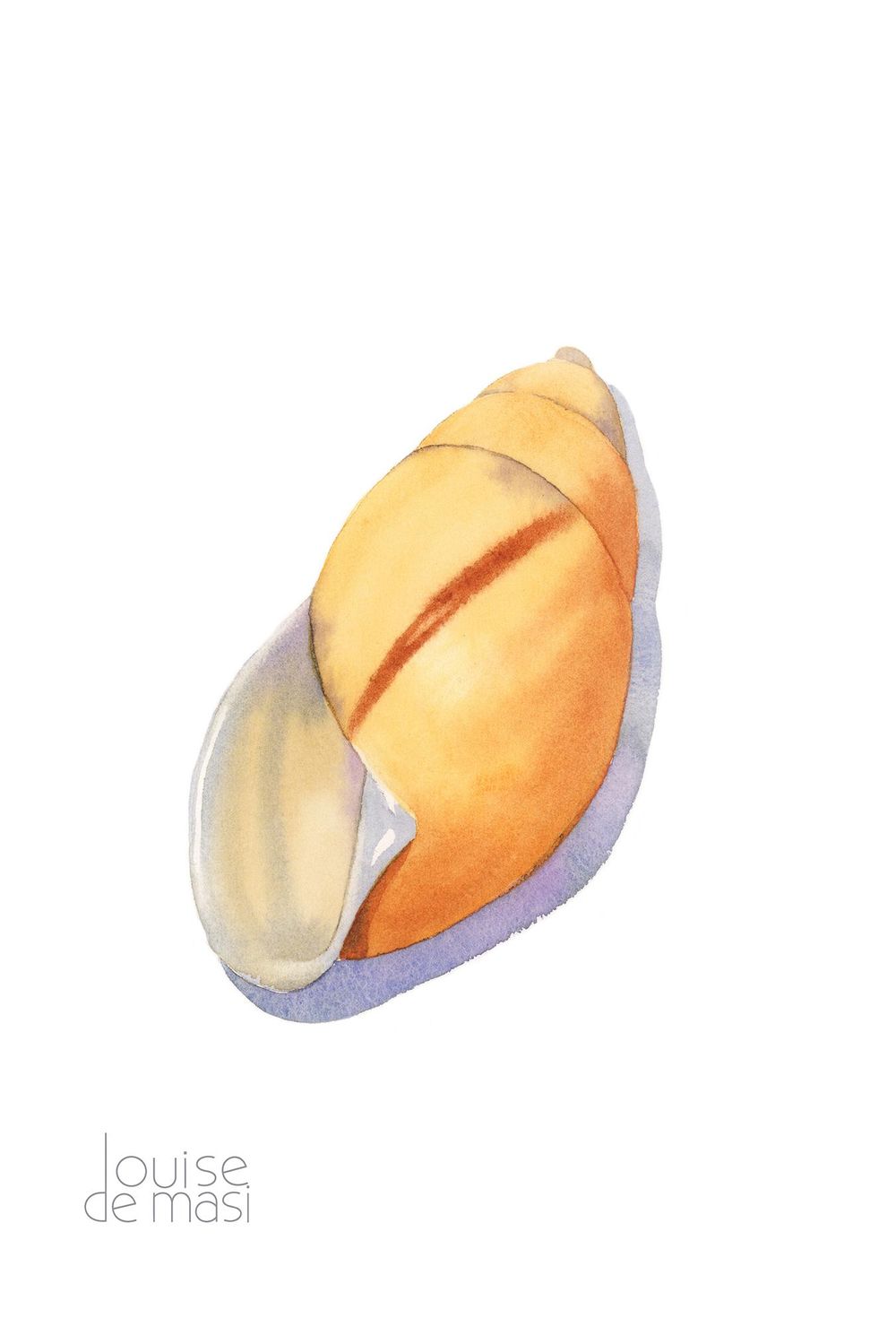 Seashells - image 3 - student project