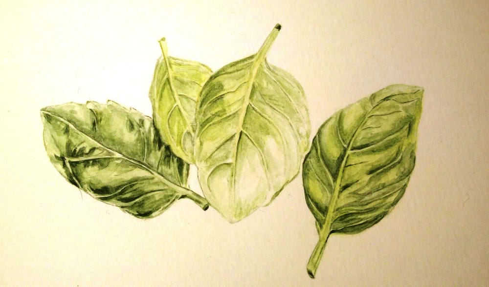 botanical - image 1 - student project