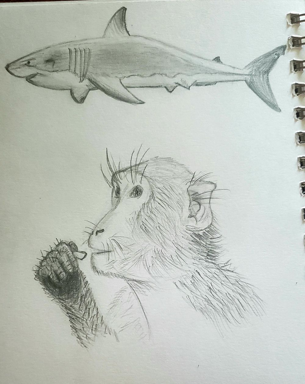 Things I Never Draw - image 1 - student project