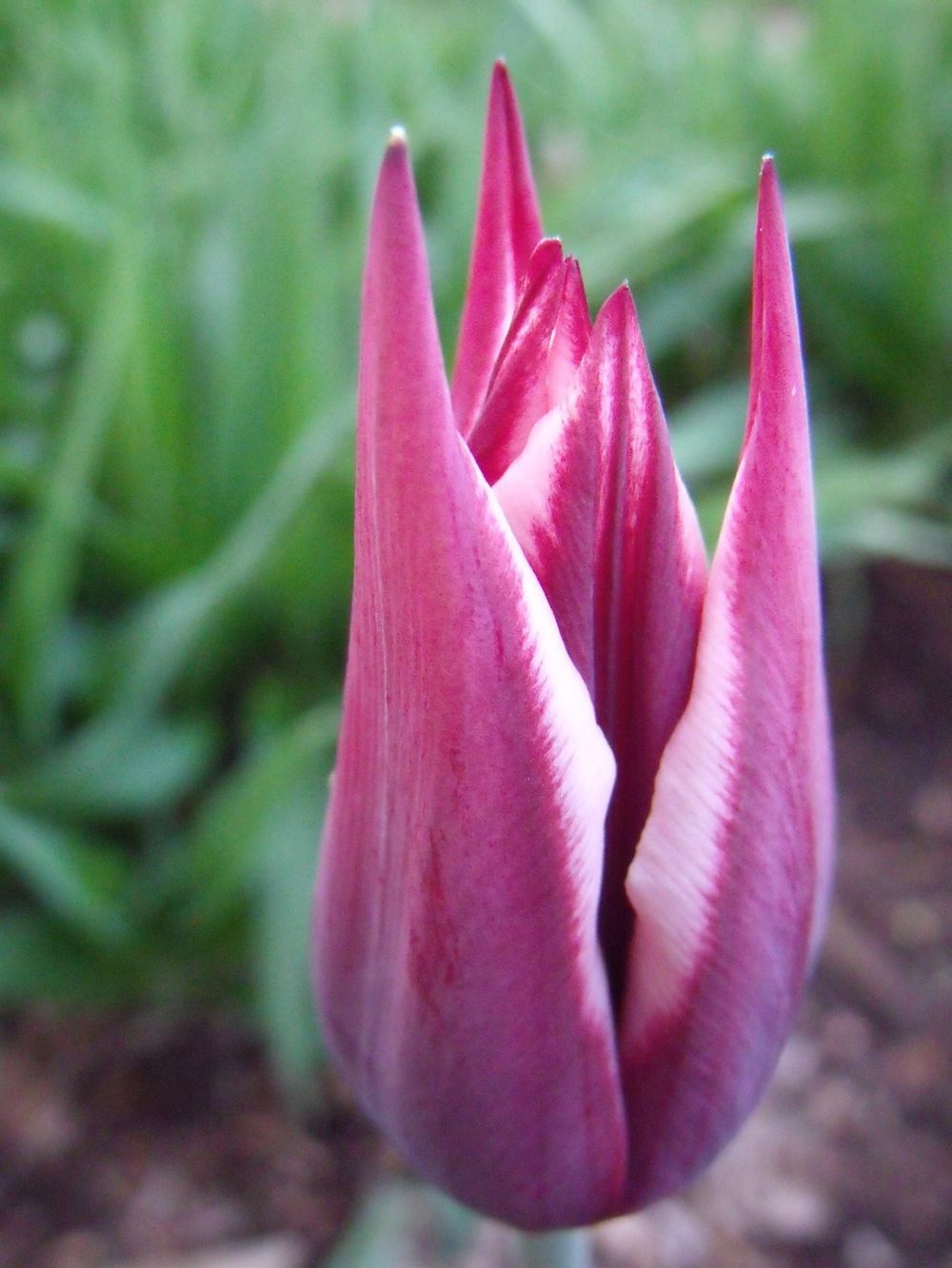 Oil Pastel Tulip - image 1 - student project