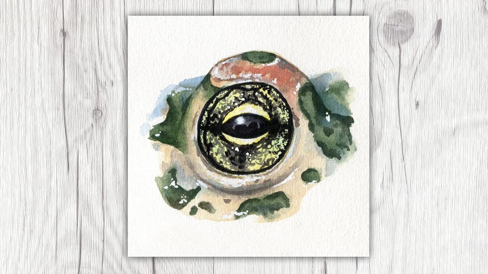 My Animal Eyes - image 5 - student project