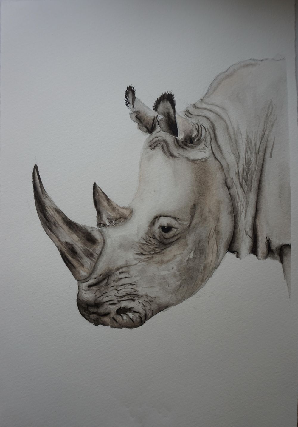 My go at this rhino - image 1 - student project