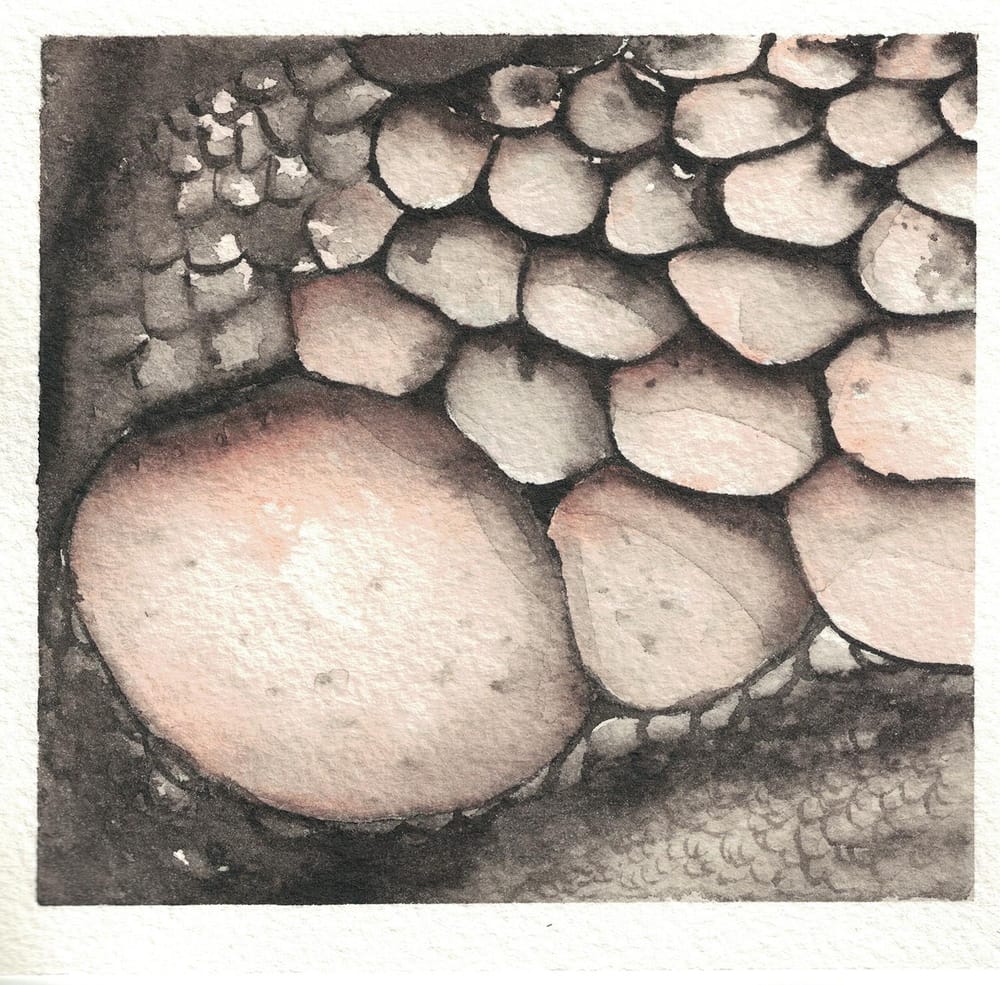 Animal textures - image 6 - student project