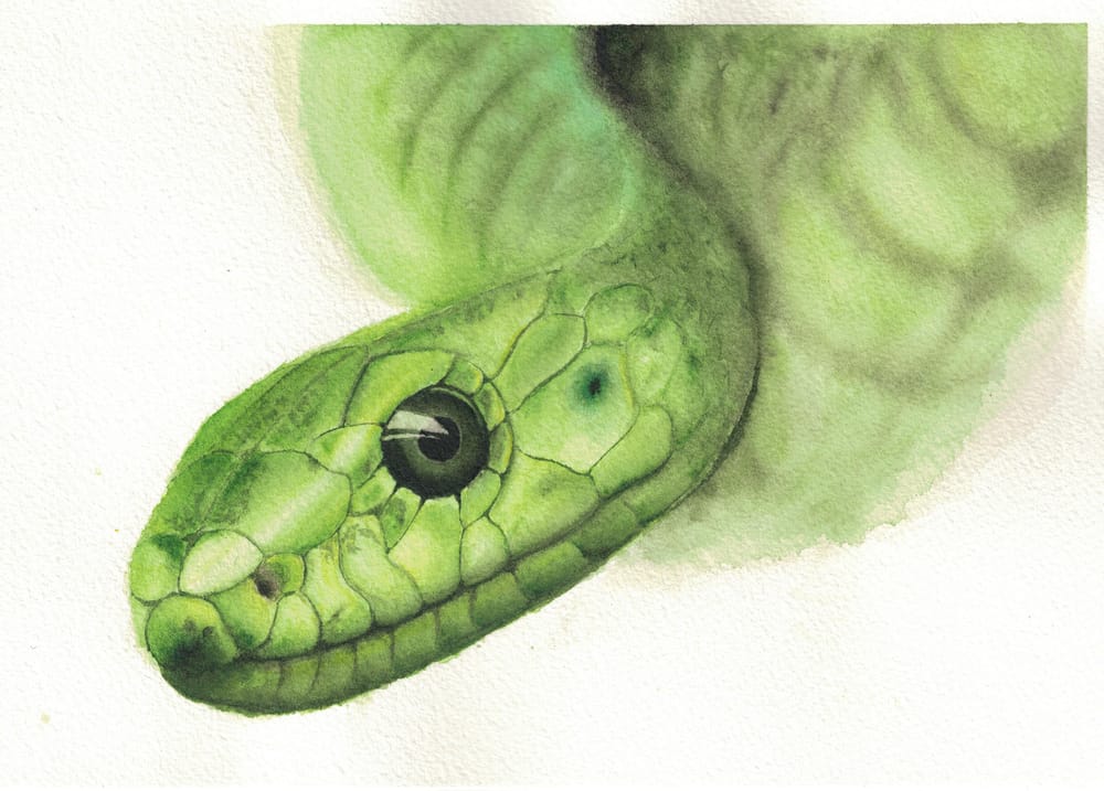 Animal textures - image 9 - student project