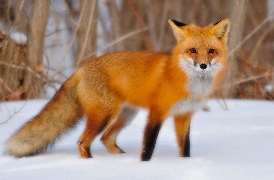 Red Fox - image 2 - student project