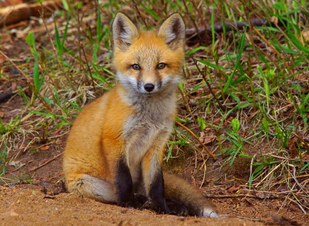 Red Fox - image 1 - student project