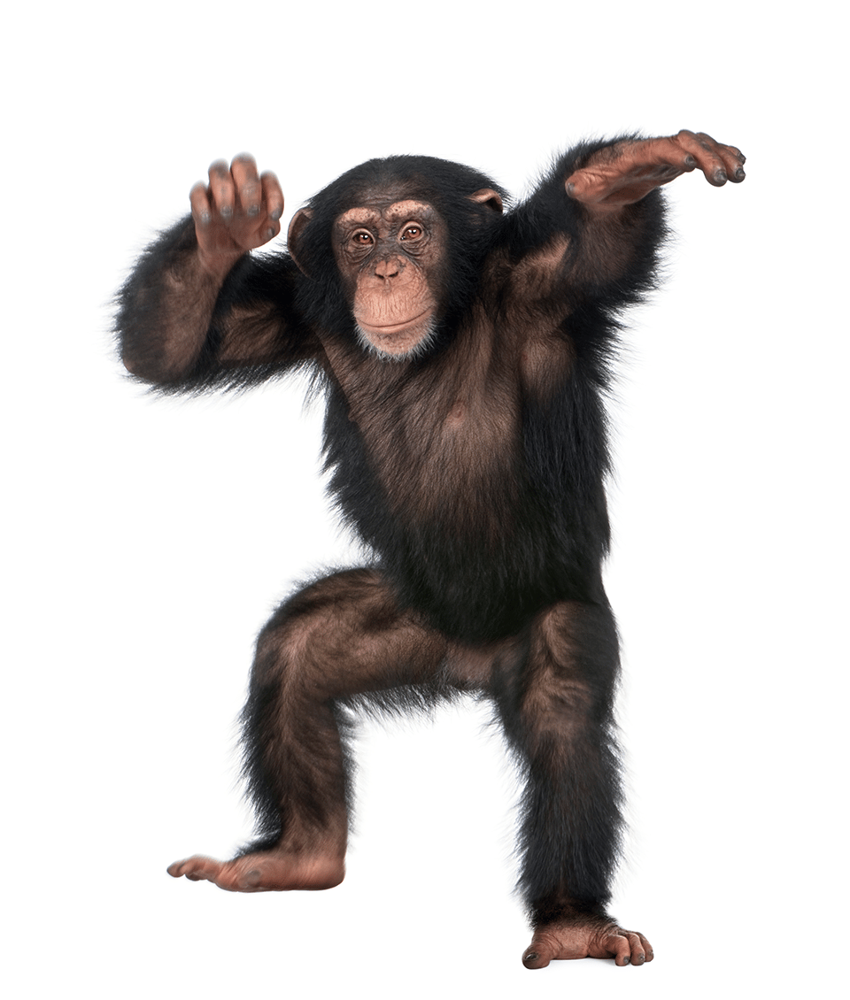Funky Monkey - image 2 - student project