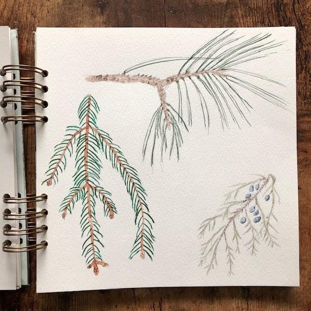 winter nature sketchbook journal - image 1 - student project