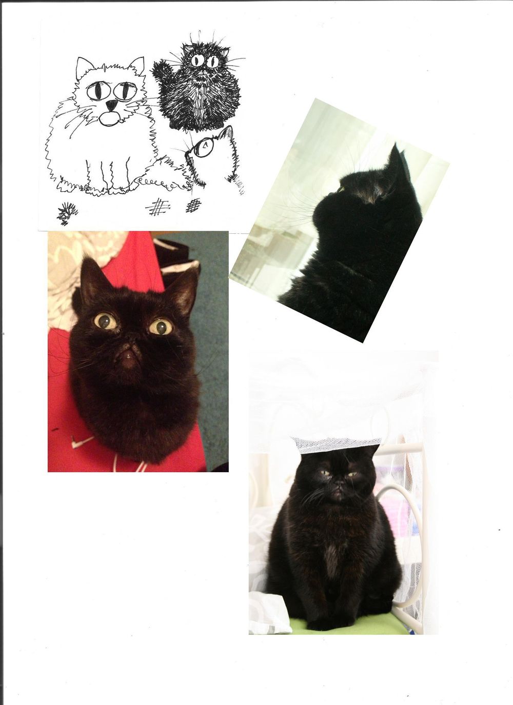 Blob of a cat - image 1 - student project