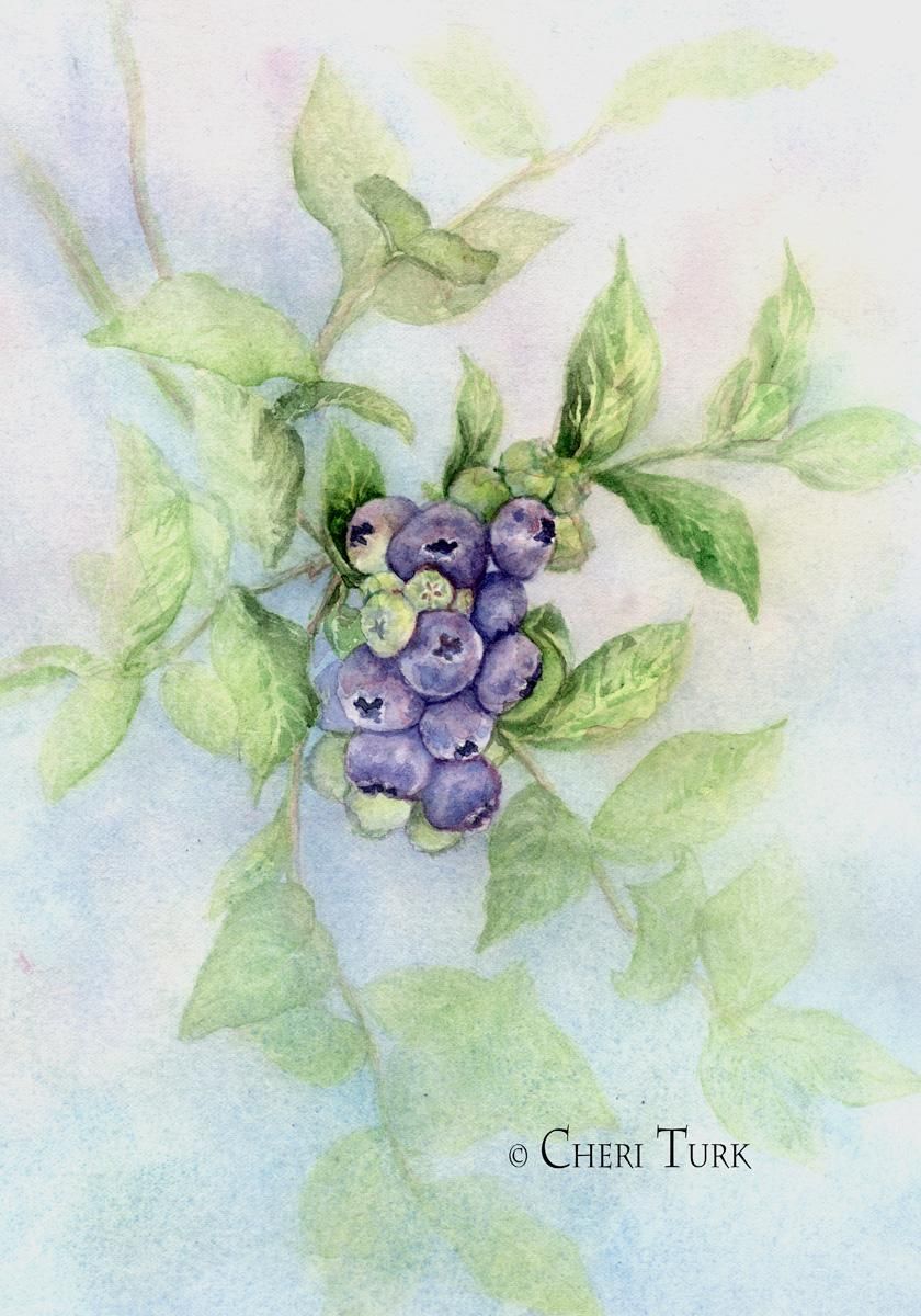 Blueberries in the Summer - image 2 - student project