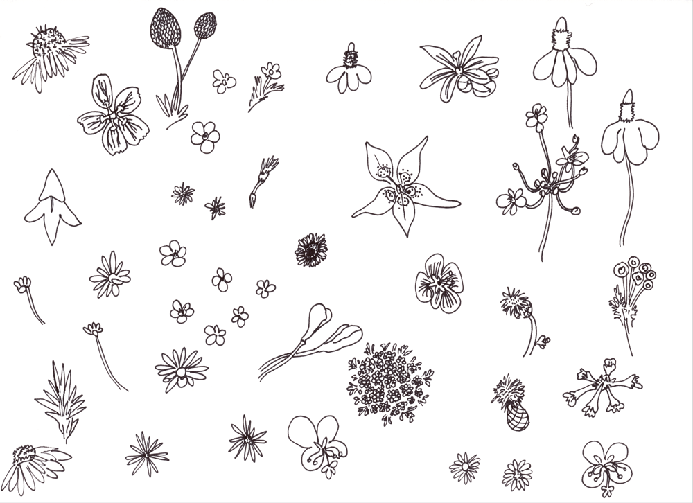 Elizabeth Roth - image 1 - student project