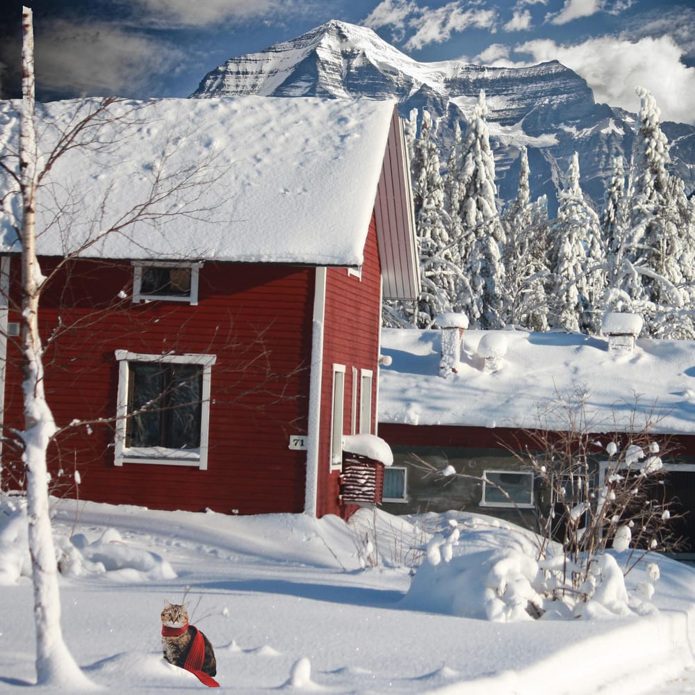 Winter composition - image 1 - student project