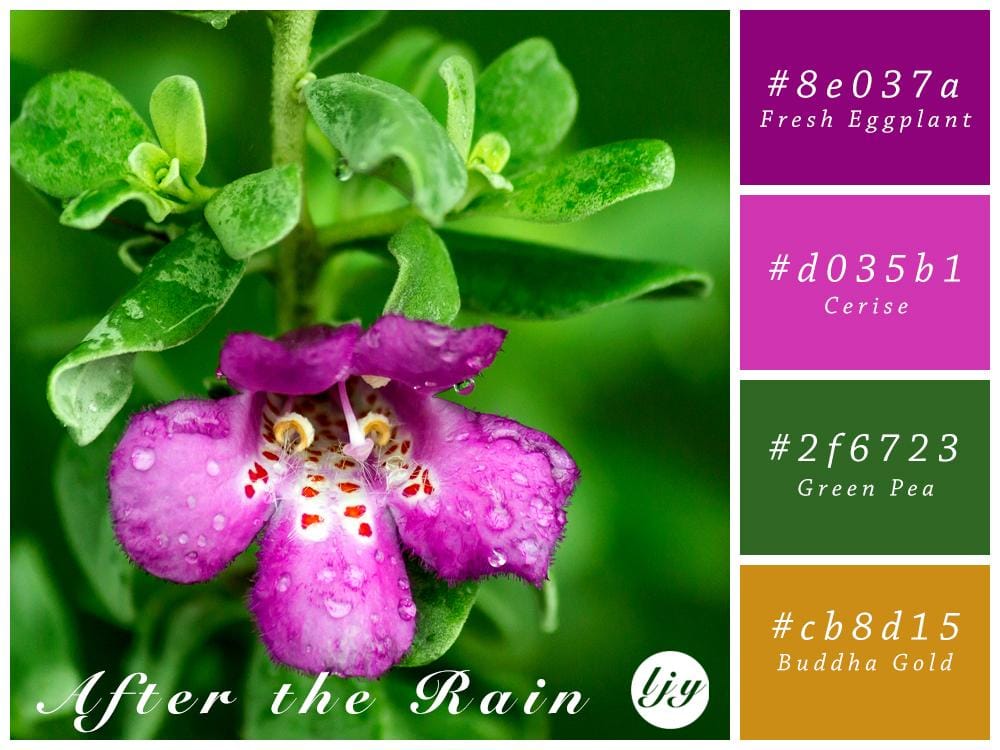 Color Schemes - image 1 - student project