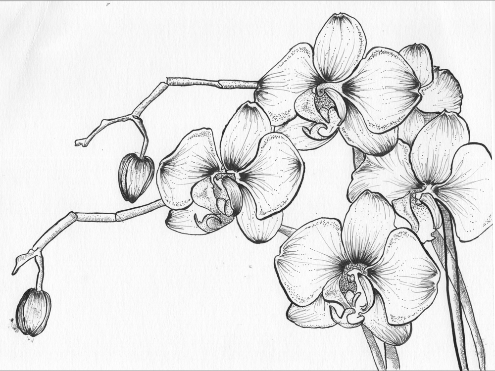 Pen & Ink Irises - image 3 - student project