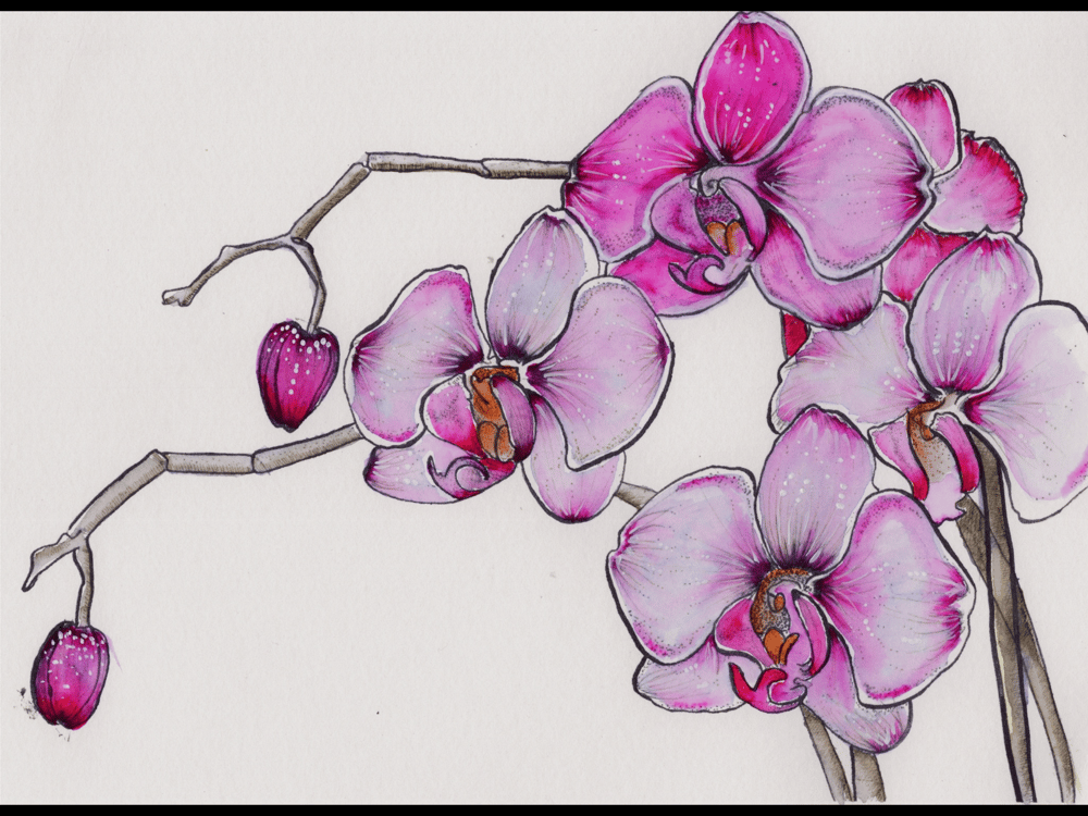 Pen & Ink Irises - image 4 - student project